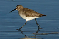 Dunlin (Calidris alpina) RWD.jpg