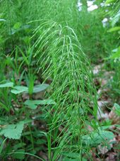 Equisetum pratense.jpeg