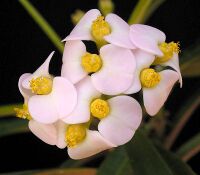 Euphorbia lophogona4 ies.jpg