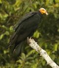 Great Yellow-headed Vulture.jpg