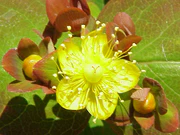 Hypericum androsaemum2.jpg
