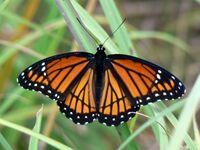 Limenitis archippus Cramer.jpg