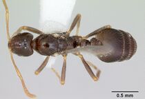 Monomorium talbotae casent0173041 dorsal 1.jpg