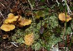 Omphalina hudsoniana.jpg