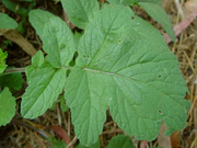 Raphanus sativus 003.jpg