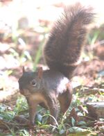Sciurus aestuans.jpg