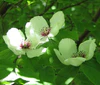 Stewartia malacodendron.jpg