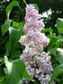 Syringa 'Gortenzia' 01.JPG