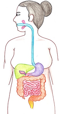 Système digestif.jpg