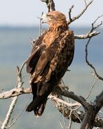 Tawny Eagle cropped.jpg