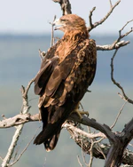 Tawny Eagle cropped.jpg
