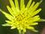 Tragopogon pratense10.jpg