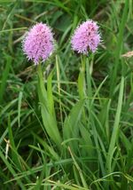 Traunsteinera globosa Italien Grödner Joch 842.jpg