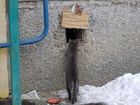 Бродячая кошка в Волгограде.jpg