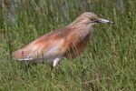 090504-squacco-heron-at-KAlloni-salt-pans.jpg