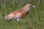 090504-squacco-heron-at-KAlloni-salt-pans.jpg