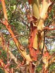 Arbutus andrachne bark (Ab plant 99).jpg