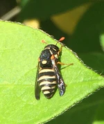 Celonites abbreviatus 17916910.jpg