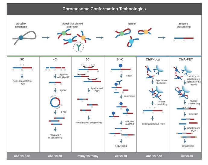 Chromosome conformation techniques.jpg