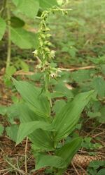 Epipactis helleborine plant 110703.jpg