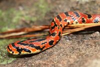 Euprepiophis conspicillata (head).jpg