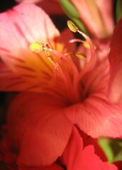 Flower Macro Odd Lighting.jpg