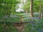 Footpath through Maplehurst Wood - geograph.org.uk - 1263726.jpg