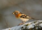 Fringilla montifringilla 4 (Martin Mecnarowski).jpg