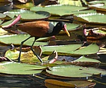 Jacana jacana walking in water.jpg