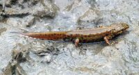 Lissotriton montandoni01.jpg