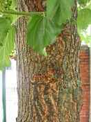 Morus alba bark.jpg