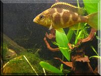 Nimbochromis venustus 2957040854.jpg