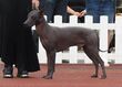 Peruvian Hairless Dog Middle.JPG