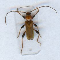 Phymatodes testaceus rudas.jpg