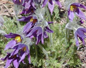 Pulsatilla vulgaris-700px.jpg