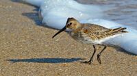 Spinus-dunlin-2014-11-n011123-w.jpg