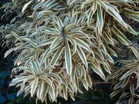 Starr 071024-9727 Dracaena reflexa.jpg
