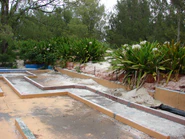 Starr 080611-8446 Crinum asiaticum.jpg