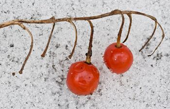 Still red 2086358562.jpg