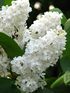 Syringa 'Galina Ulanova' 01.jpg