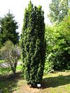 Taxus baccata 'fastigiata'.jpg