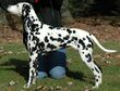 2 yr old Dalmatian.jpg