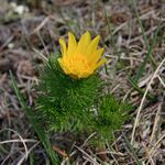Adonis vernalis Lozere.jpg