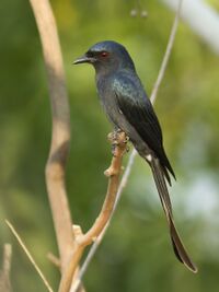 Ashy Drongo 0420 GarimaBhatia.jpg