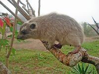 Beecroft'sTreeHyrax.JPG