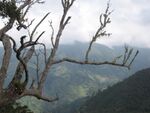 Blue Mountains, Jamaica.jpg