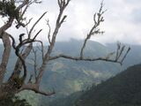 Blue Mountains, Jamaica.jpg