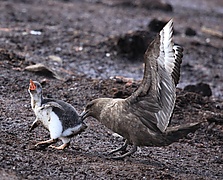 Brown Skua snatches Gentoo Penguin Chick (5751218963).jpg