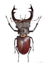 Cerf-volant MHNT Dos.jpg