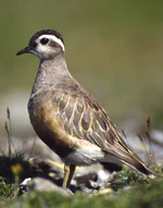 Charadrius morinellus male.jpg